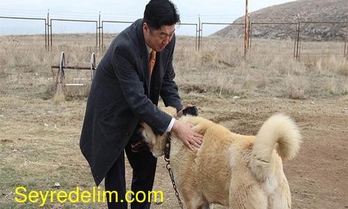 Japon patronun Kangal köpeği sevgisi