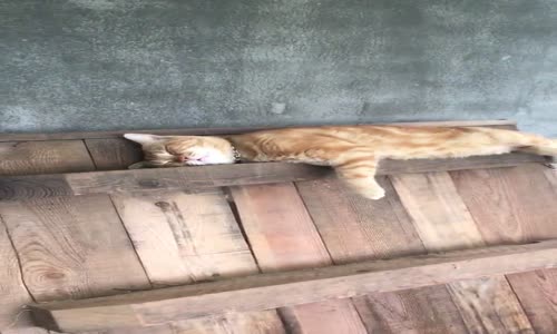 Uyurken Dünya İle İlişkisini Kesen Kedi