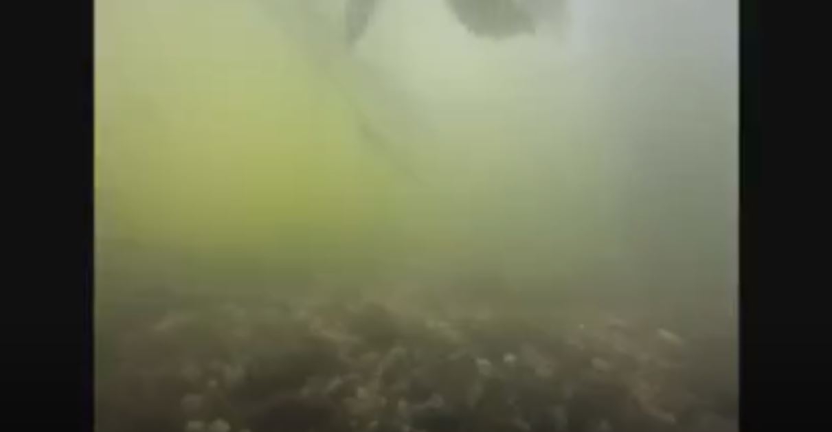 Büyük Pike Balıgının Yakın  Görüntüleri