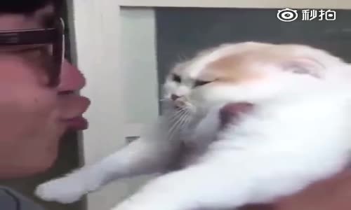 Öpüçükle kediyi yiyen adam