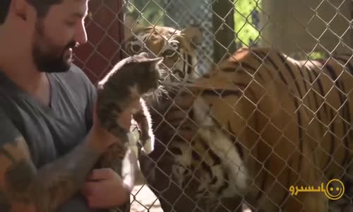 Hayvanların Birbirinden Komik Ve Eğlenceli Videoları