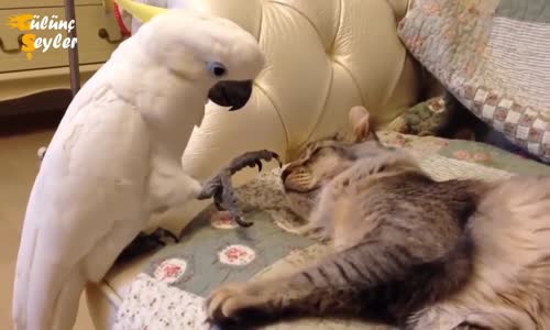 Sevimli Kuşlar İnanılmaz Komik Kuşlar