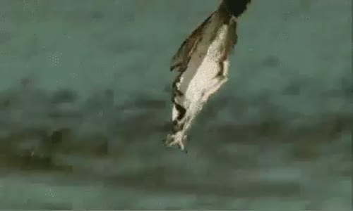 Eve Denizden Vatoz Alıp Giden Kartal