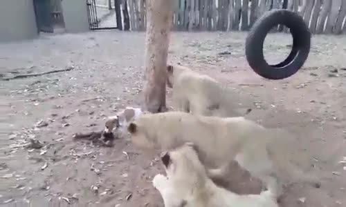 Canavarlar Bir Anda Görülebilir ))