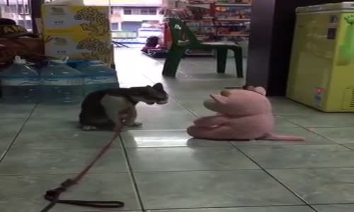 Oyuncağa Fena Atarlanan Kedinin Son Hamlesi