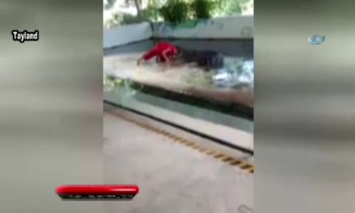 Dev Timsahla Gösteri Canından Ediyordu