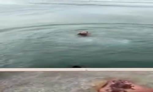 Balık Tutarken Gaza Gelmenin Sonu 