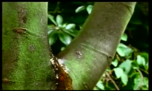 Amber Nasıl Oluşur