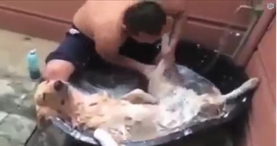 Köpeğin Rahatlığı