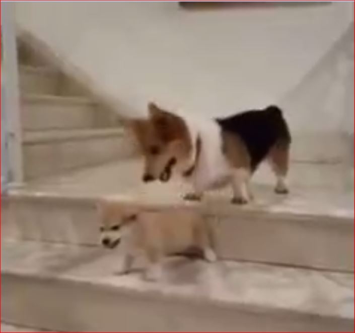 Çok Sevimli Köpekler