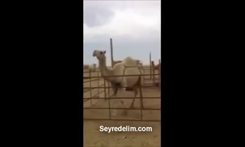 Kendini Müziğin Ritmine Kaptıran Oynak Deve