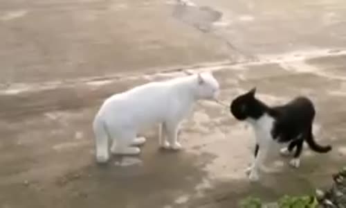 MİNİK DOSTLARIMIZ MİNNOŞLAR-2