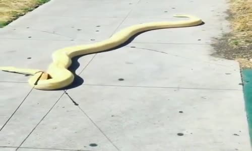 Tasma İle Boğa Yılanı Gezidirmek