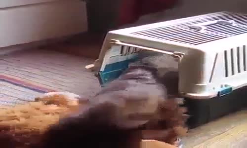 Kafesine Ayıcığını Alan Köpek 