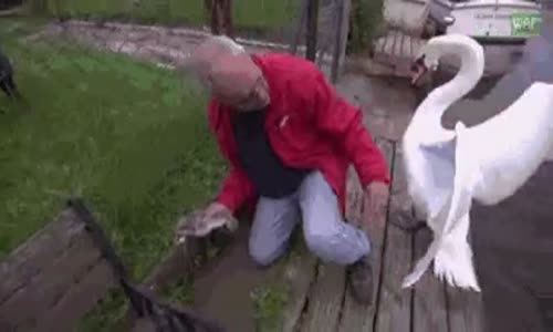 Kurtarıcı, Ebeveynin Hoşnutsuzluğuna Rağmen 