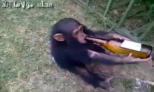 Alkolik Yavru Maymun