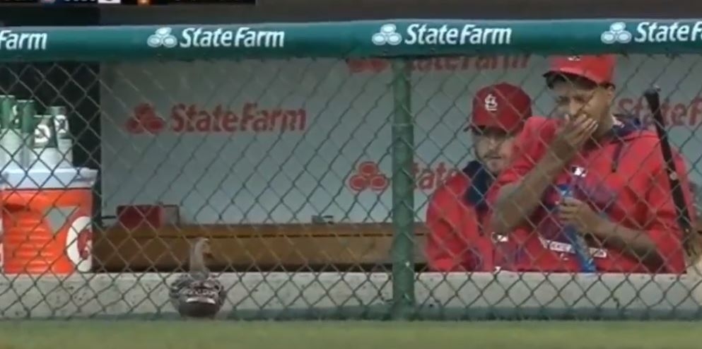 Mlb  Wtf Crazy Moments