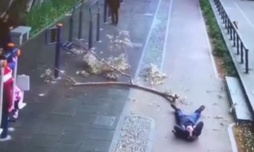 Talihsiz Adamın Üzerine Düşen Dal Parçası