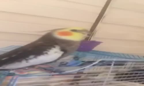 Mustafa Kemal'in Askerleriyiz Diyen Sultan Papağan