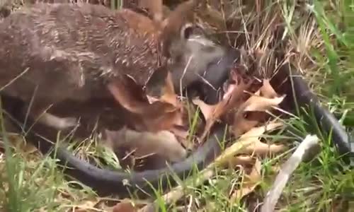 Anne Tavşan Yavrusunu Yılandan Böyle Kurtardı