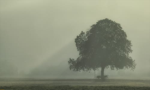 Suretler - Ağaçlar Ayakta Ölürmüş