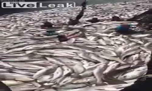 Balıkların Kökünü Kurutan Türk Balıkçılar