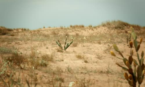 Dilan Çıtak  Çık Dışarı