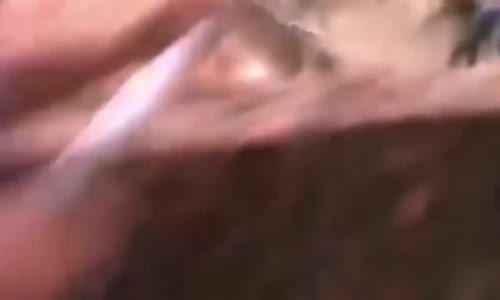 Yaşanmış  Aslan-Kaplan-Leopar Olayları  Gerçek Videolu (BÜYÜK KEDİLER )