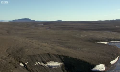Kurt Ailesinin Tavşanı Avlaması