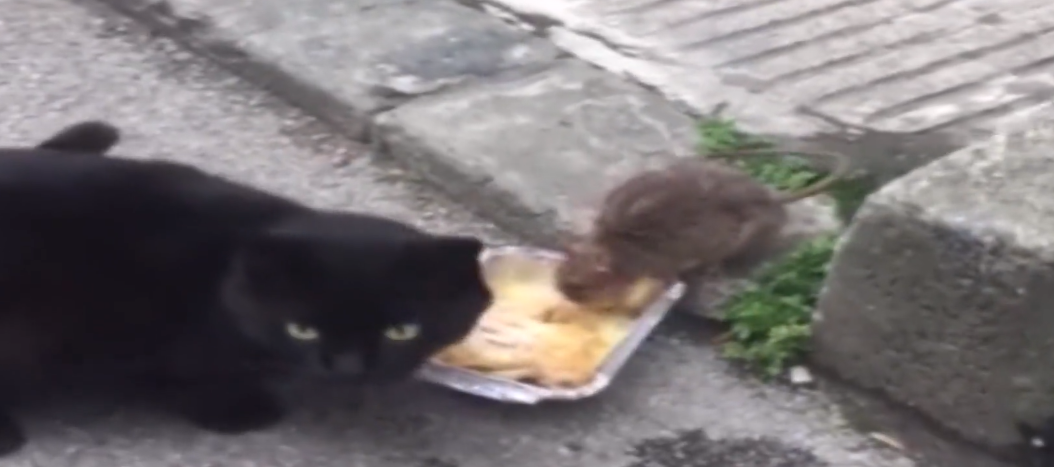 Kedi İle Farenin Aynı Kaptan Yemek Yemesi