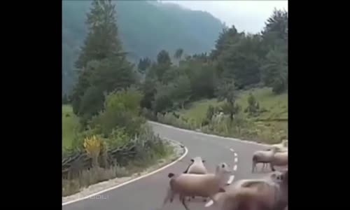 Çobanlık Hiyerarşisine Karşı Çıkan Koyun