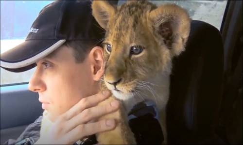 Sahibinin Omzunda Seyahat Eden Aslan