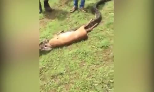 Saniyeler İçersinde Keçi Yutan Piton