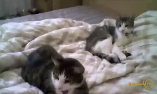 Hayvanların Birbirinden Komik Videoları