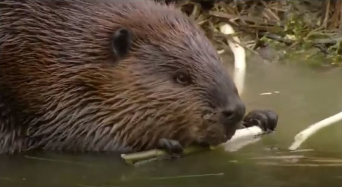 Ağaçları Katır Kutur Kemiren Kunduz Ve Muhteşem Barajı