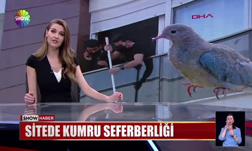 Sitede kumru seferberliği