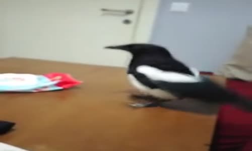 Saksağana Konuşmayı Öğreten Yurdum İnsanı 