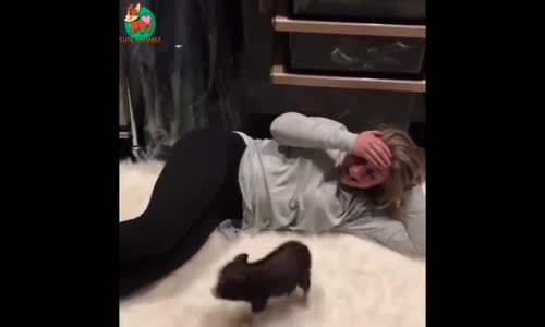 Komik Hayvan Videoları