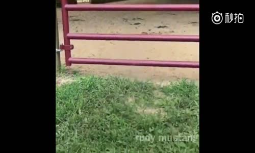 Çitin Arasından Ustaca Geçen Köpek