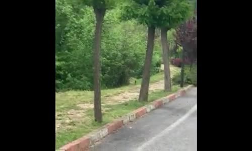 Gel Lan Diye Ayı Çağıran Yurdum İnsanı 