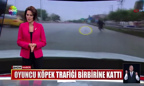 Oyuncu köpek trafiği birbirine kattı