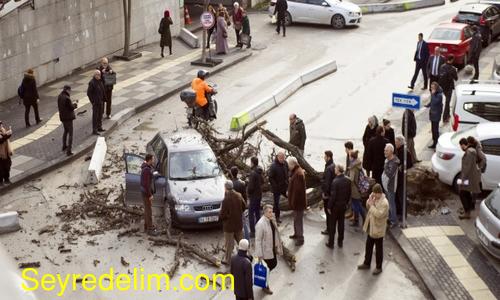 Başkentte otomobilin üstüne ağaç devrildi!