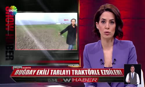 Buğday ekili tarlayı traktörle ezdiler!