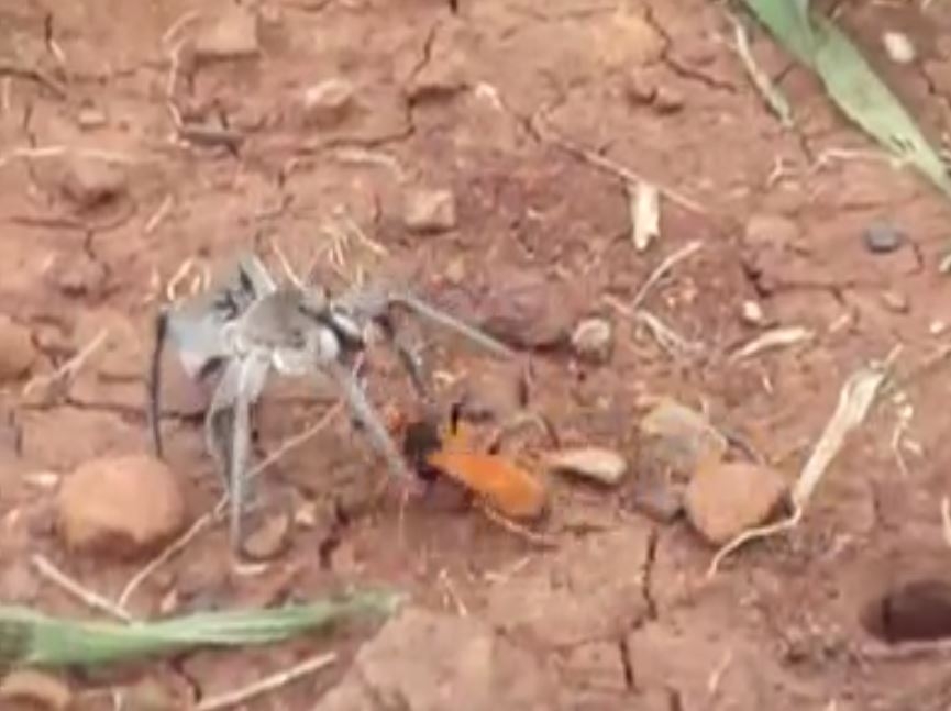 Örümcek Avcısı Yaban Arısı