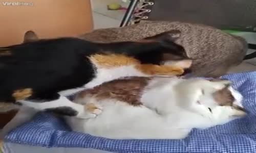Oyuncak Kediyi Tanımaya Çalışan Kediler