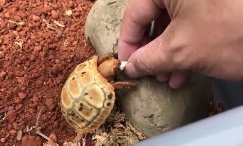 Yemek Yerken Tepetaklak Düşen Minik Kaplumbağa