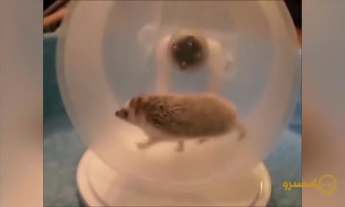 Hayvanların Birbirinden Komik Videoları Part-2