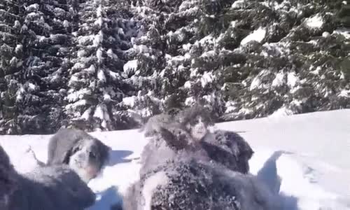 Karlar içinde Eğlenen Tatlı Köpek Sürüsü