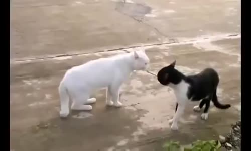 En Komik Kedi Videoları Kesin izle  :)