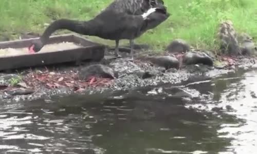 Önündeki Yemeğini Balıklara Veren CentilKazı izle